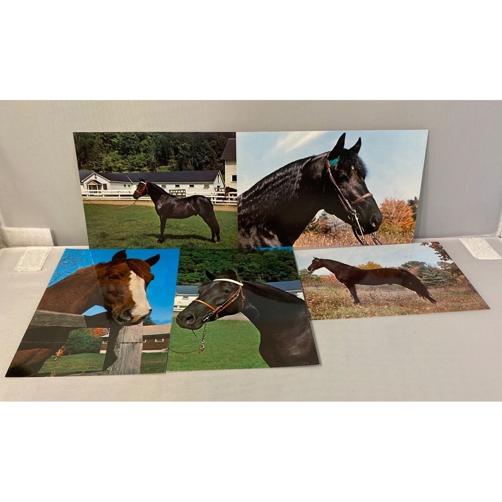 Set Of 5 Horse Photography Prints Featuring Equine Portraits & Landscapes